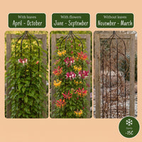 12x Lonicera Tricolour - Tricolour honeysuckle - Red - Purple - Orange - Yellow - Climber - Ø9cm - ↕35cm