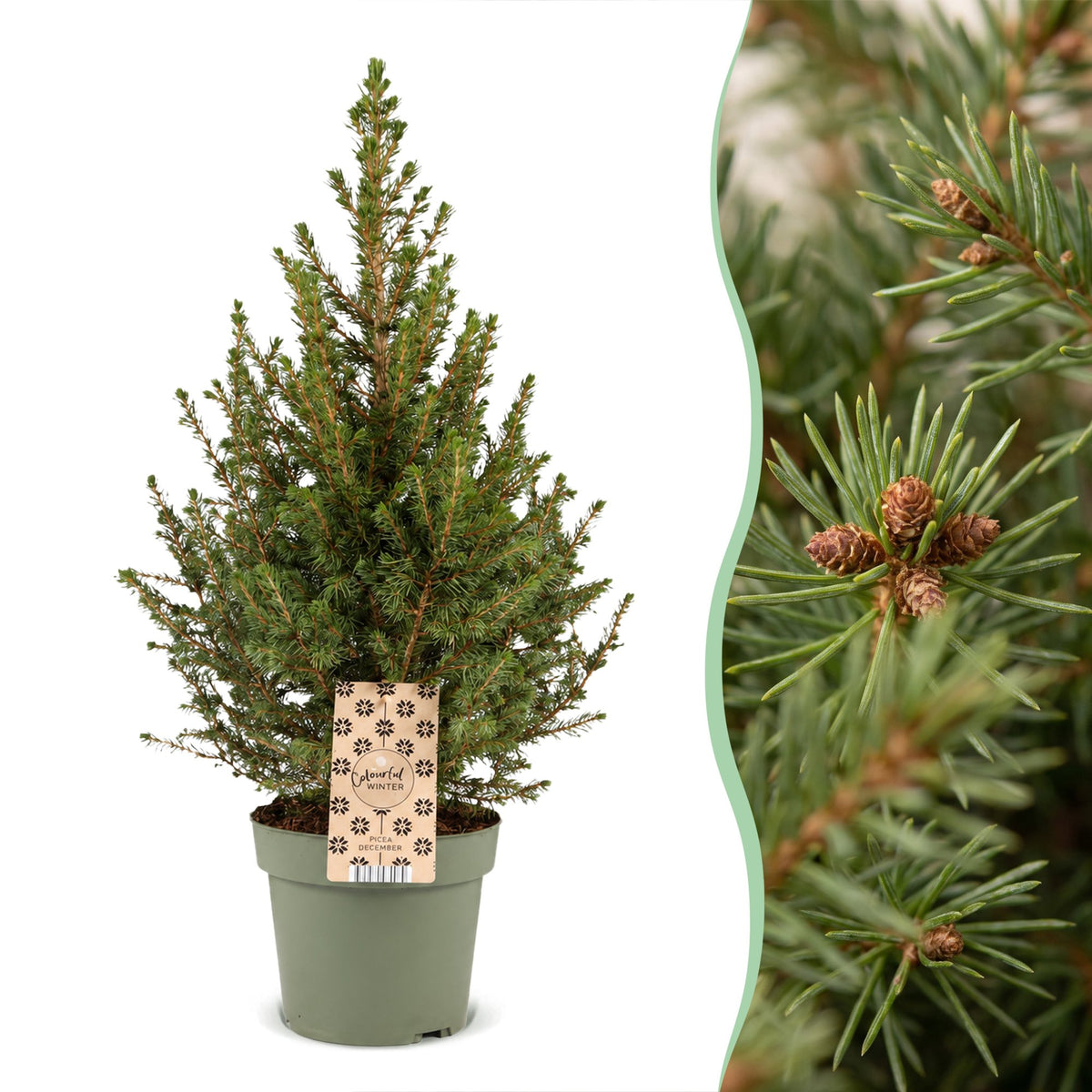 Picea glauca Conica - Dwarf Alberta Spruce - Green - Christmas tree - Ø17cm - ↕65cm