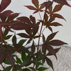 Green boutiQ - Plante de jardin - Acer palmatum Atropurpureum - Pourpre - 3 plantes - Caduc - Peu d'entretien - Pot 12 cm Hauteur 35 cm