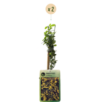 2x Jasminum nudiflorum - Winter jasmine - Yellow - Climber - Ø9cm - ↕35cm