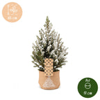 4x Picea glauca Conica - Dwarf Alberta Spruce - Green - White - Christmas tree - incl. jute bag - Ø17cm - ↕65cm