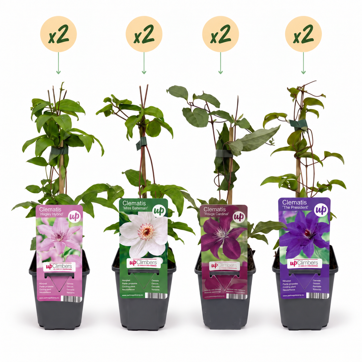 8x Clematis Rainbow - Bosrank - Paars - Rood - Roze - Wit - Klimplant - Ø9cm - ↕35cm