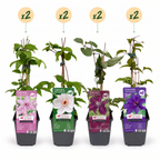 8x Clématite Rainbow - Clématite - Violet - Rouge - Rose - Blanc - Plante grimpante - Ø9cm - ↕35cm