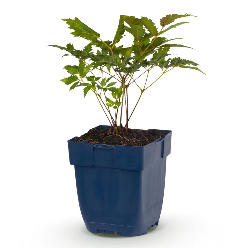 Green boutiQ - Vasteplant - Astilbe (A) Fanal - Pluimspirea - Schaduw - Rood - 1 Plant - Pot 11cm - Hoogte 15-25cm