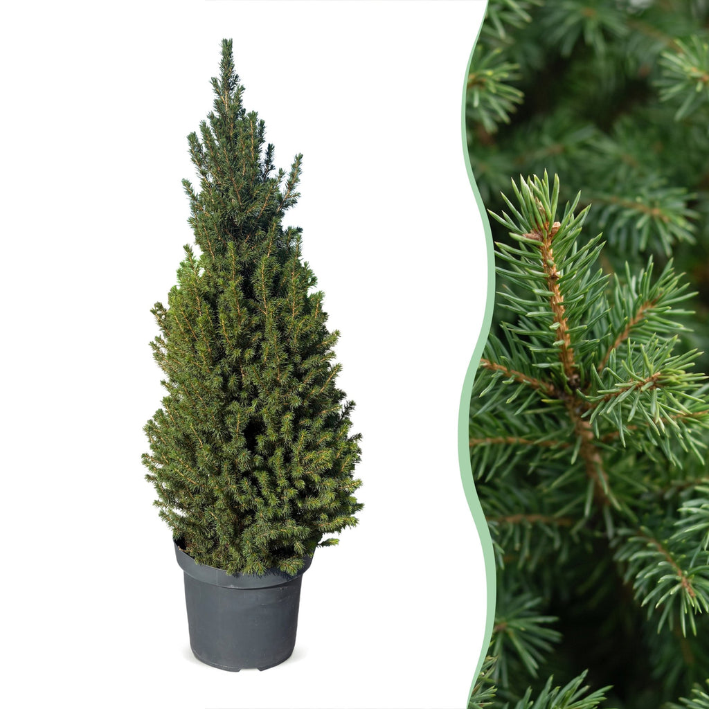 2x Picea glauca Conica - Dwarf Alberta Spruce - Green - Christmas tree - Ø26cm - ↕110cm
