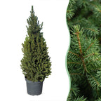 2x Picea glauca Conica - Dwarf Alberta Spruce - Green - Christmas tree - Ø26cm - ↕110cm