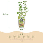 Green boutiQ - Plants fruitiers - Groseillier à maquereau - Ribes uva-crispa Hinnonmaki Grun - Rustique - 6 plantes - Pot 9 cm - Groseille verte