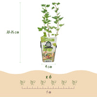 Green boutiQ - Fruitplanten - Kruisbes - Ribes uva-crispa Hinnonmaki Grun - Winterhard - 6 Planten - Pot 9 cm - Groene Bes