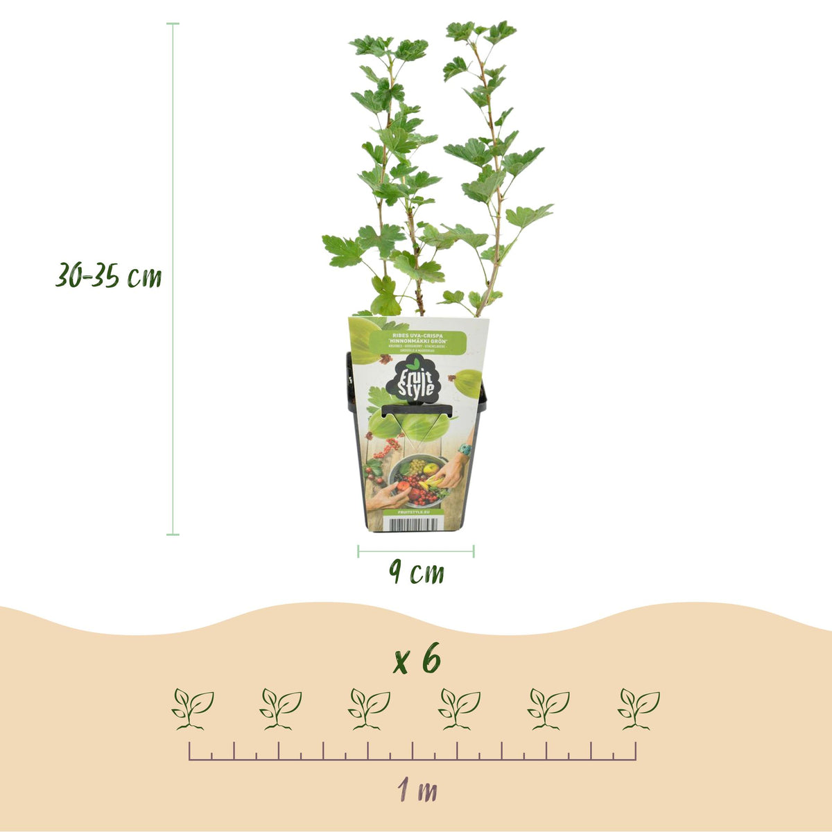 Green boutiQ - Plants fruitiers - Groseillier à maquereau - Ribes uva-crispa Hinnonmaki Grun - Rustique - 6 plantes - Pot 9 cm - Groseille verte