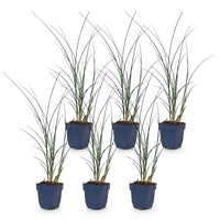 Green boutiQ - Grassen - Miscanthus sin. Gracillimus - Pampusgras - Met Pluim - Groen - 6 Planten - Pot 11cm - Hoogte 15-25cm