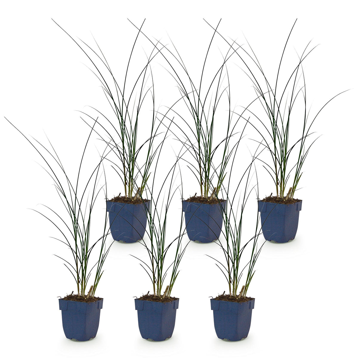 Green boutiQ - Graminées - Miscanthus sin. Gracillimus - Herbe de la Pampa - Avec panache - Vert - 6 plantes - Pot 11cm - Hauteur 15-25cm
