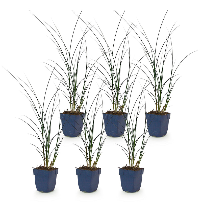 Green boutiQ - Grassen - Miscanthus sin. Gracillimus - Pampusgras - Met Pluim - Groen - 6 Planten - Pot 11cm - Hoogte 15-25cm