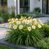 Green boutiQ - Vasteplant - Hemerocallis Arctic Snow - Daglelie - Bijen en Vlinderlokkers - Creme - 3 Planten - Pot 11cm - Hoogte 15-25cm