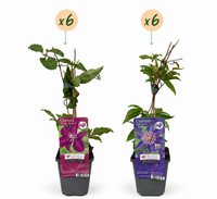 12x Clematis Duo Blue & Red - Bosrank Duo Blauw & Rood - Blauw - Rood - Klimplant - Ø9cm - ↕35cm