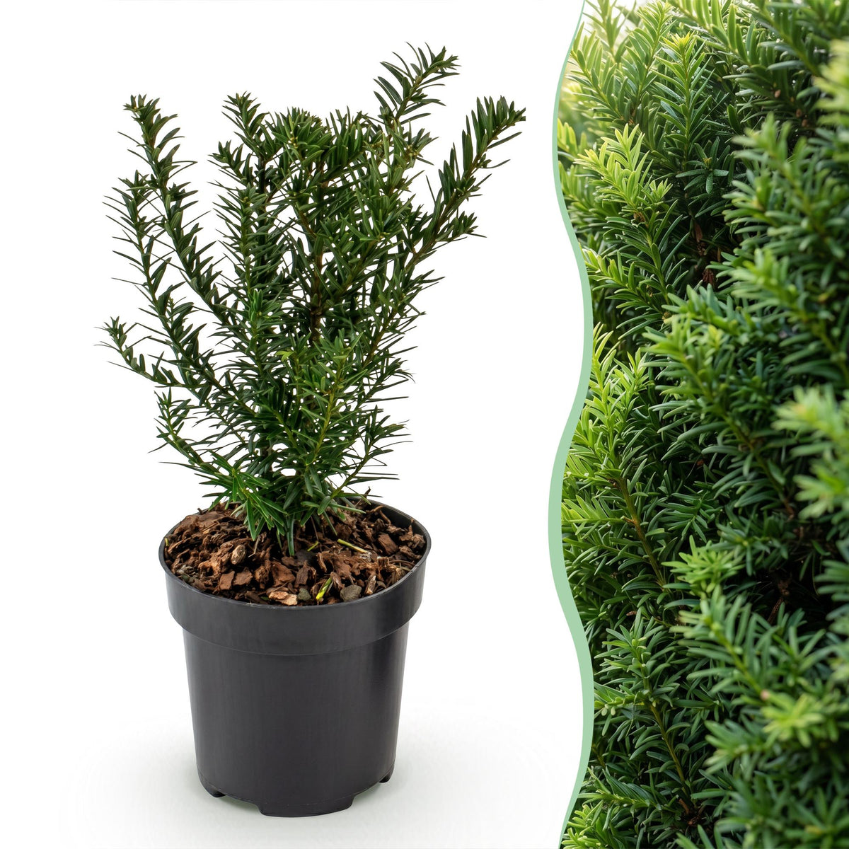 Green boutiQ - 40x Taxus baccata - Venijnboom - Haagplanten - Groenblijvend - Groen - Pot 9cm - Hoogte 20-30cm
