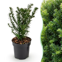 Green boutiQ - 40x Taxus baccata - Venijnboom - Haagplanten - Groenblijvend - Groen - Pot 9cm - Hoogte 20-30cm