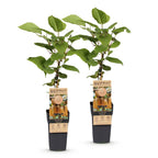 Green boutiQ - Fruchtpflanze - Actinidia deliciosa Hayward - Kiwipflanze - Weiblich - Grüne Frucht - 2 Pflanzen - Topf 15cm - Höhe 50cm
