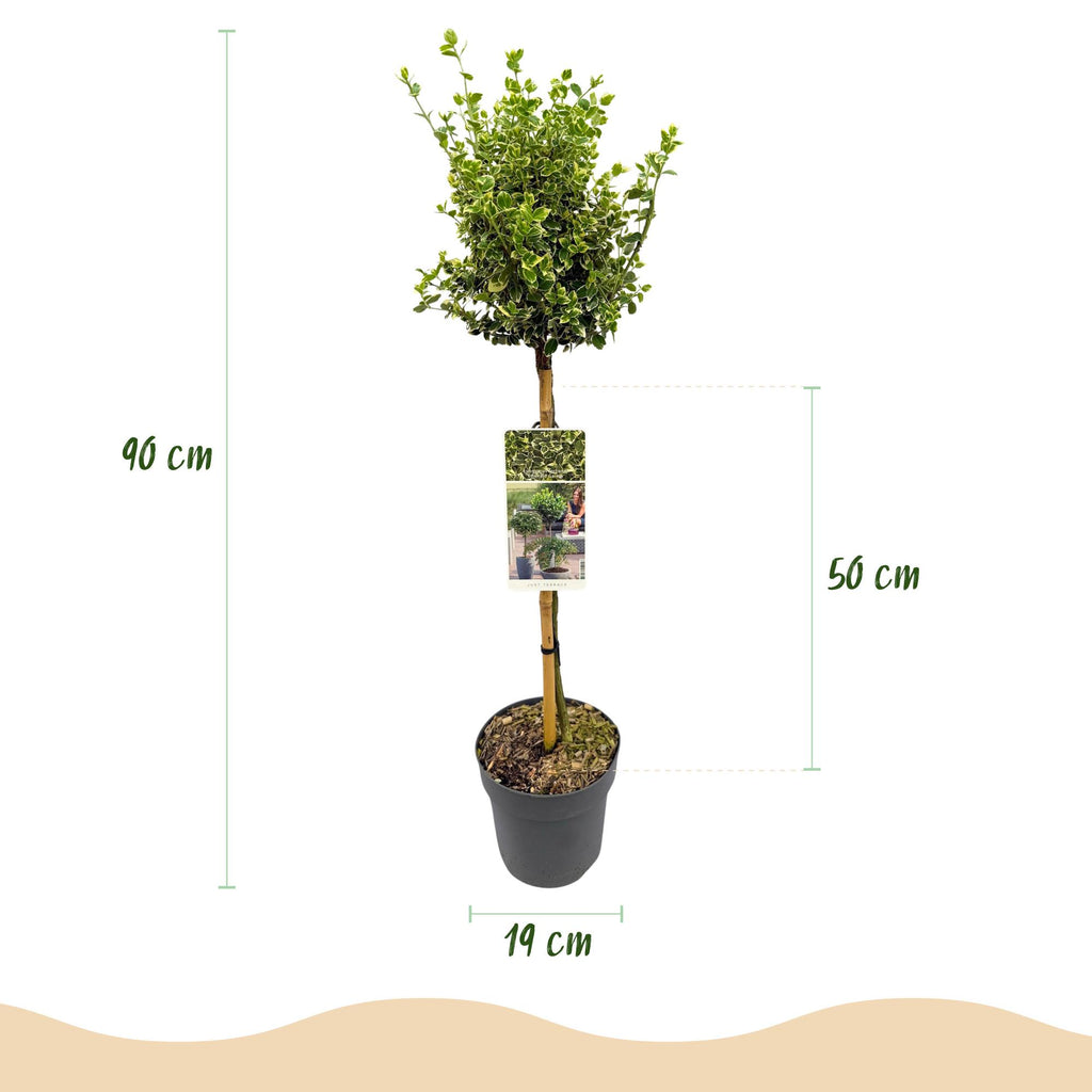 Green boutiQ - Plante sur tige - Euonymus fortunei Emerald Gaiety - Plante de terrasse - Persistant - Rustique - Feuillage vert-gris - Pot 19cm Hauteur 90cm