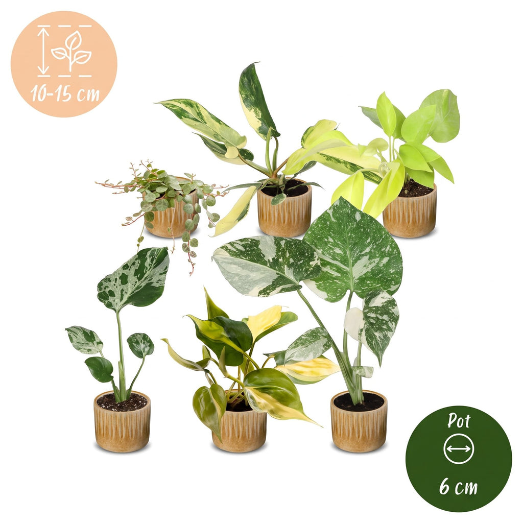 6x Baby Tropical Mix - Various colours - Tropical - incl. Linnea Honey - Ø6cm - ↕10-15cm