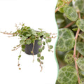 Peperomia Prostrata - String of Turtles - Green - Tropical - Ø6cm - ↕6cm
