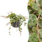 Peperomia Prostrata - String of Turtles - Green - Tropical - Ø6cm - ↕6cm