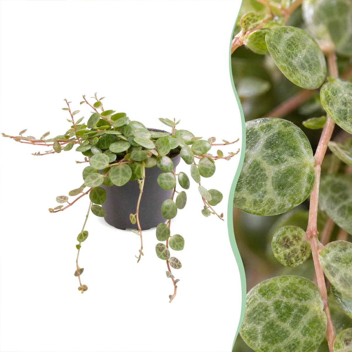 Peperomia Prostrata - String of Turtles - Green - Tropical - Ø6cm - ↕6cm