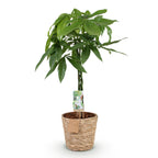 Green BoutiQ - Le vert, c'est... Plantes d'intérieur - Pachira Aquatica tronc tressé - Arbre à monnaie - Peu d'entretien - avec panier - Vert - 1 plante - Pot 21cm - Hauteur 80-90cm