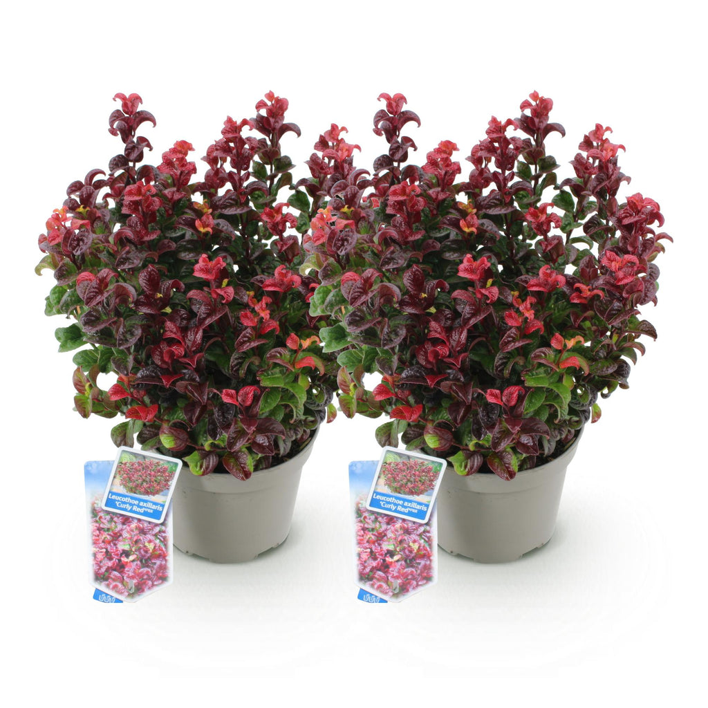 Green boutiQ - Gartenpflanze - Leucothoe Curly Red - Rot - 2 Pflanzen - Immergrün - Pflegeleicht - Topf 17cm Höhe 40cm