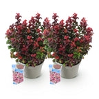Green boutiQ - Gartenpflanze - Leucothoe Curly Red - Rot - 2 Pflanzen - Immergrün - Pflegeleicht - Topf 17cm Höhe 40cm