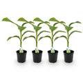 Green boutiQ - Plante fruitière - Bananier - Musa Basjoo - Rustique - 4 plantes - Pot 17cm Hauteur 40cm