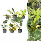 6x Baby Tropical Mix - Various colours - Tropical - incl. Linnea Misty Blue - Ø6cm - ↕10-15cm