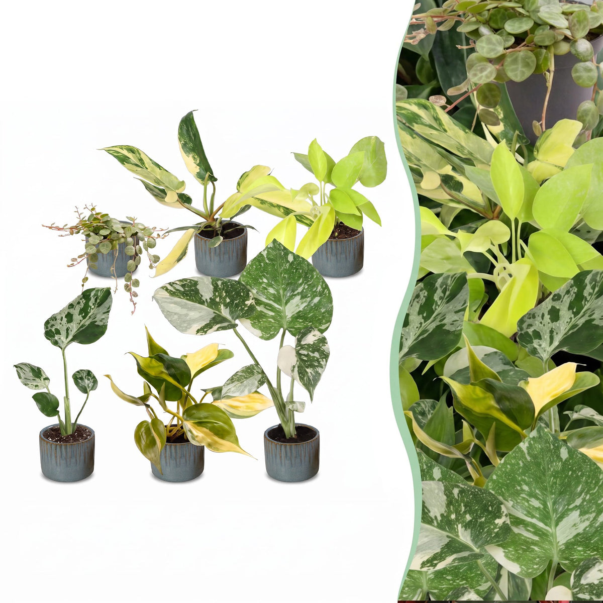 6x Baby Tropical Mix - Various colours - Tropical - incl. Linnea Misty Blue - Ø6cm - ↕10-15cm
