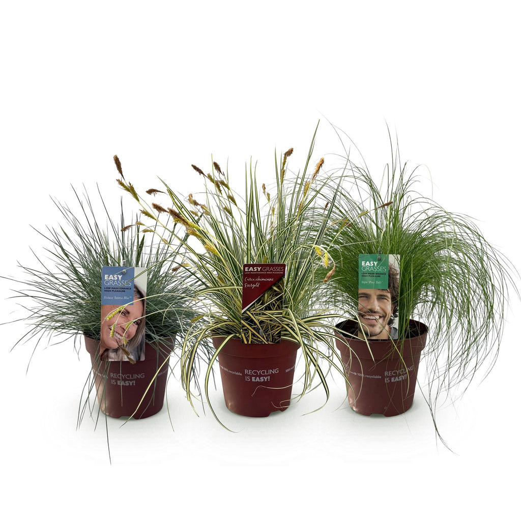 Green boutiQ - Ziergräser - 3 Pflanzen - Blau - Gelb - Grün - Immergrün - Winterhart - Topf 17cm Höhe 50cm