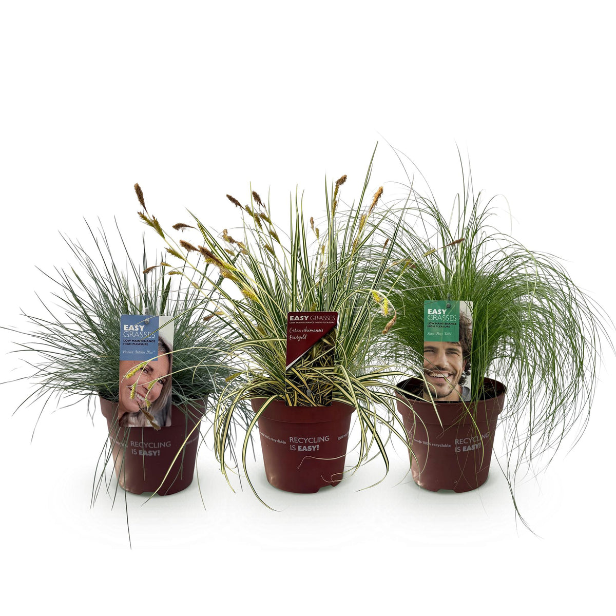Green boutiQ - Ziergräser - 3 Pflanzen - Blau - Gelb - Grün - Immergrün - Winterhart - Topf 17cm Höhe 50cm