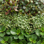 3x Baby Peperomia Mix - Green - Red - Tropical - incl. Copper Reef - Ø6cm - ↕5-15cm