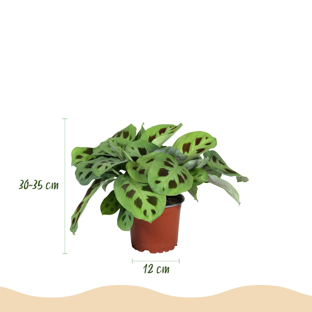 Green boutiQ - Zimmerpflanze - Maranta Fascinator Kerchoveana - Gebetspflanze - Haustierfreundlich - Grün - 4 Pflanzen - Topf 12cm - Höhe 30-35cm