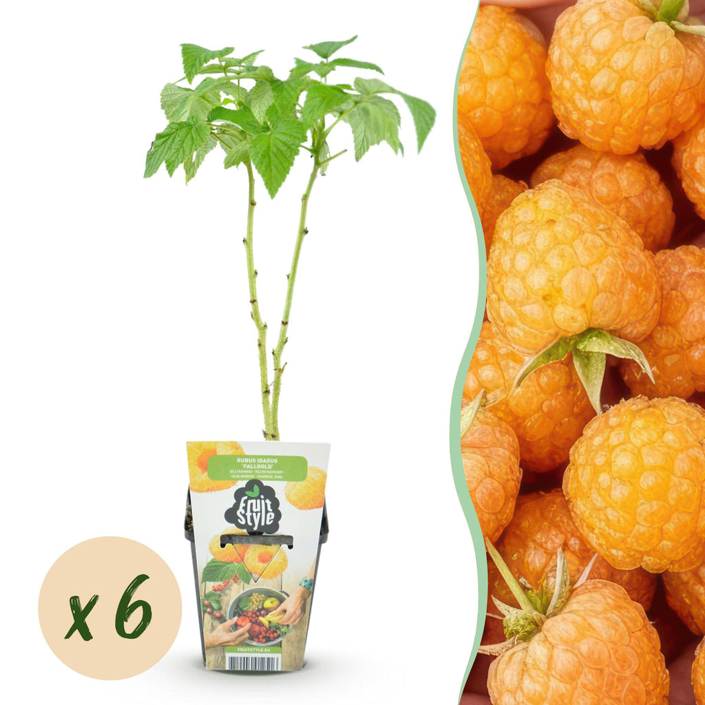 Green boutiQ - Plants fruitiers - Framboisier - Rubus idaeus Fallgold - Rustique - 6 plantes - Pot 9 cm - Framboise jaune