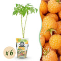 Green boutiQ - Plants fruitiers - Framboisier - Rubus idaeus Fallgold - Rustique - 6 plantes - Pot 9 cm - Framboise jaune