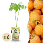 Green boutiQ - Plants fruitiers - Framboisier - Rubus idaeus Fallgold - Rustique - 6 plantes - Pot 9 cm - Framboise jaune