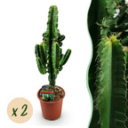 Green boutiQ - Plante d'intérieur - Euphorbia eritrea - Euphorbe d'Érythrée - Entretien facile - Vert - 2 - Pot 17cm - Hauteur 60cm