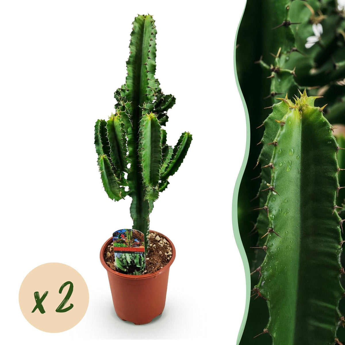 Green boutiQ - Plante d'intérieur - Euphorbia eritrea - Euphorbe d'Érythrée - Entretien facile - Vert - 2 - Pot 17cm - Hauteur 60cm