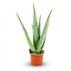 Aloe Vera - Ø 10,5 cm - Hauteur : 35 - 40 cm