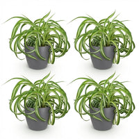 Green boutiQ - Kamerplant - Chlorophytum comosum Bonnie - Krullende Graslelie - Huisdiervriendelijke Plant - Groen - 4 Planten - met Potter Grijs - Pot 12cm - Hoogte 20cm