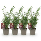 Green boutiQ - Bambou - Fargesia Red Dragon - Vert - 4 Plantes - Persistant - Non traçant - Pot 14cm Hauteur 35cm