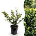 Green boutiQ - 40x Ilex crenata Golden Gem - Houx japonais - Plantes de haie - Persistant - Jaune - Pot 9cm - Hauteur 20-30cm
