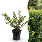 Green boutiQ - 40x Ilex crenata Golden Gem - Houx japonais - Plantes de haie - Persistant - Jaune - Pot 9cm - Hauteur 20-30cm