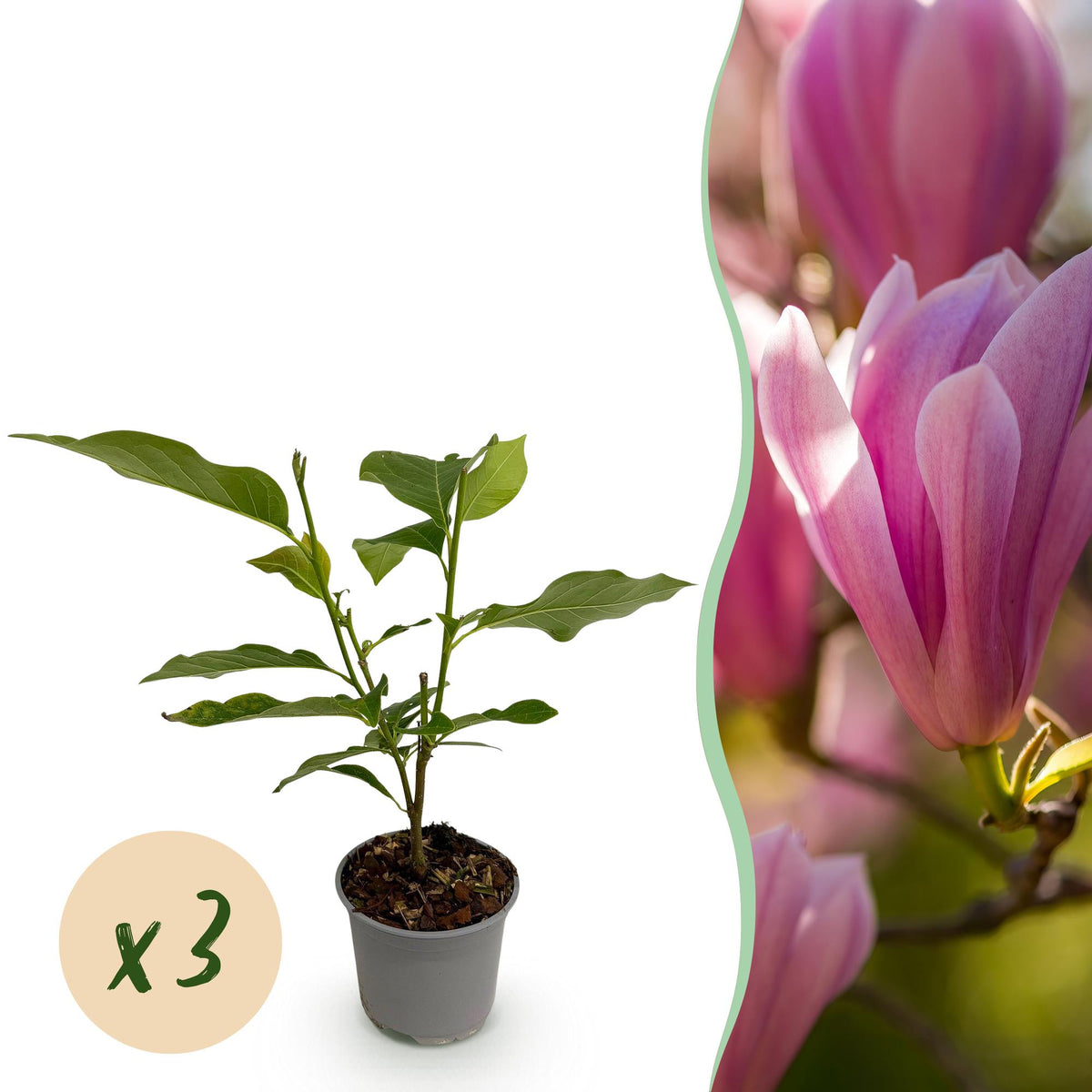 Green boutiQ - Plante de jardin - Magnolia Heaven Scent - Fleur rose - 3 plantes - Caduc - Peu d'entretien - Pot 12 cm Hauteur 30 cm