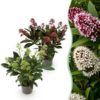 Green boutiQ - Terrassenpflanze - Skimmia japonica Duo - Blüten Weiß & Rot - 10+ Blüten - 2 Pflanzen - Winterhart - Topf 10,5cm Höhe 25cm