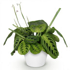 Green boutiQ - Zimmerpflanze - Maranta Fascinator Lemon Lime - Gebetspflanze - Haustierfreundliche Pflanze - Grün - 1 Pflanze - mit Übertopf Weiß - Topf 12 cm - Höhe 25 cm