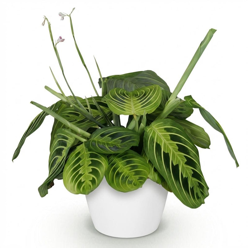 Green boutiQ - Kamerplant - Maranta Fascinator Lemon Lime - Gebedsplant - Huisdiervriendelijke Plant - Groen - 1 Plant - met Potter Wit - Pot 12cm - Hoogte 25cm